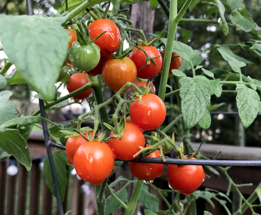 too many tomatoes in my garden