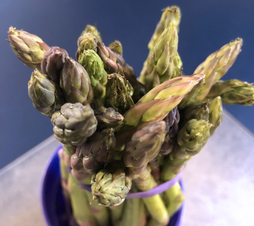 fresh asparagus stored correctly can last up to a week